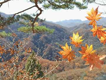 上派綠地最新動態(tài)，城市綠色發(fā)展的步伐與未來展望