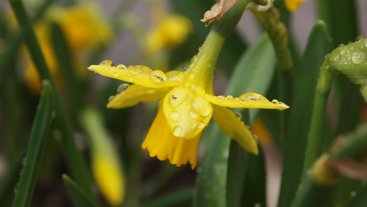 室內(nèi)綠植小型盆栽發(fā)財(cái)樹(shù)，美化家居，寓意吉祥