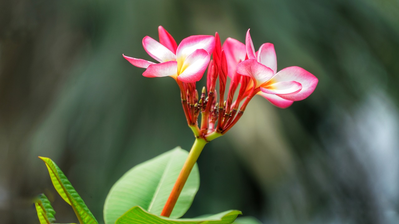 吉利紅盆栽——室內綠植的優(yōu)雅之選