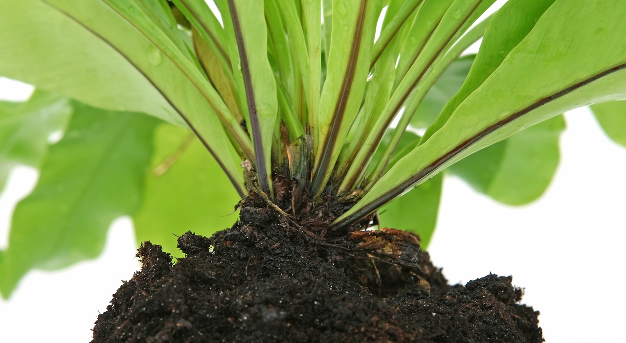 室內(nèi)盆栽喬木綠植的種類及其特點