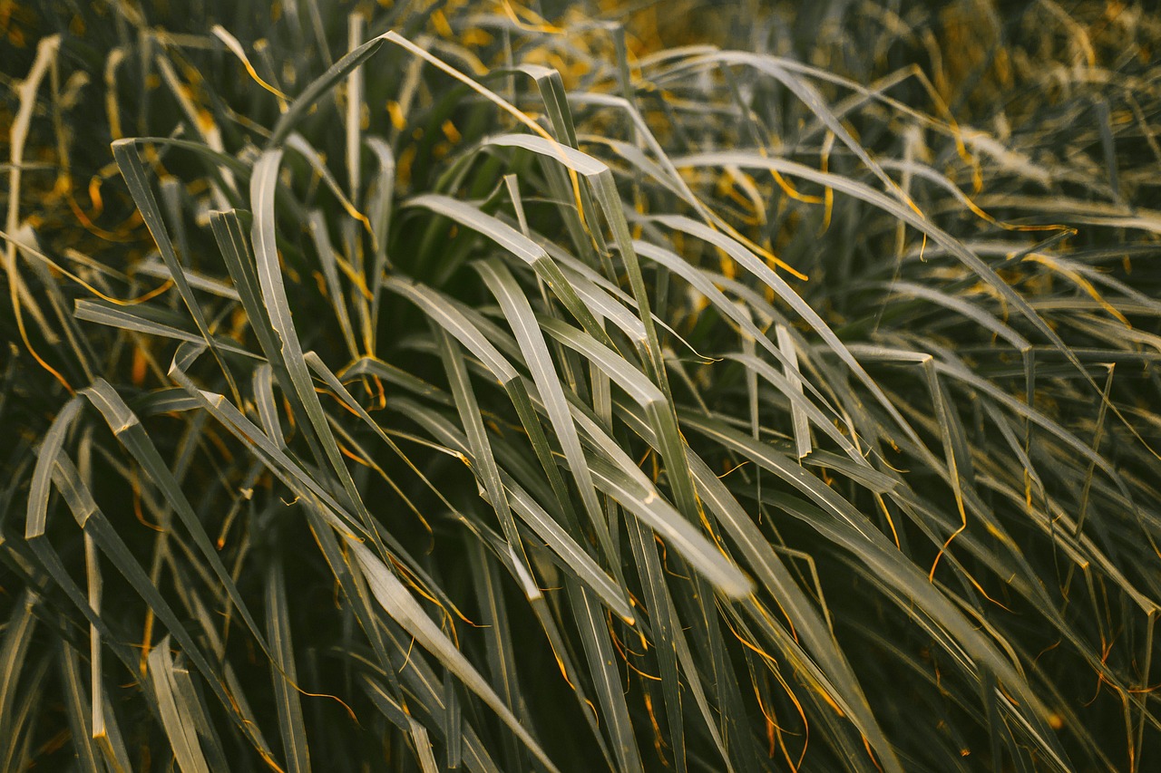 蕭縣綠植盆栽室內(nèi)，美化生活的綠色選擇