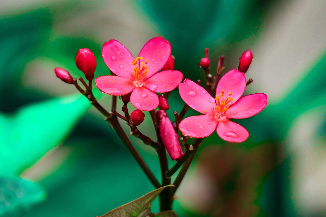 室外綠植盆栽茶花的美麗與養(yǎng)護(hù)