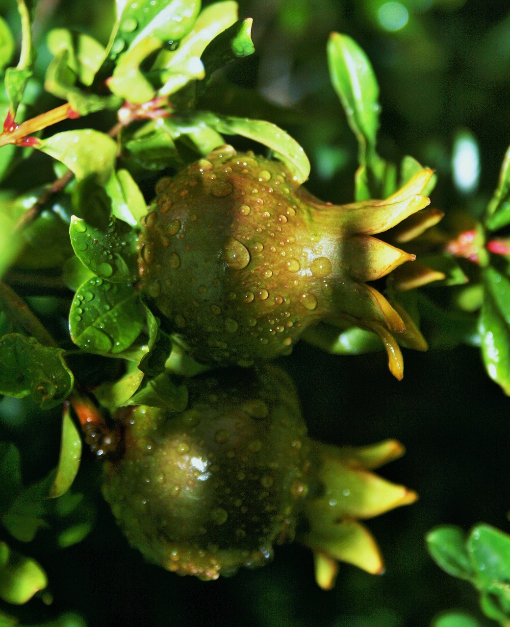 綠植盆栽室內(nèi)好養(yǎng)死——打造室內(nèi)綠意盎然的小秘訣