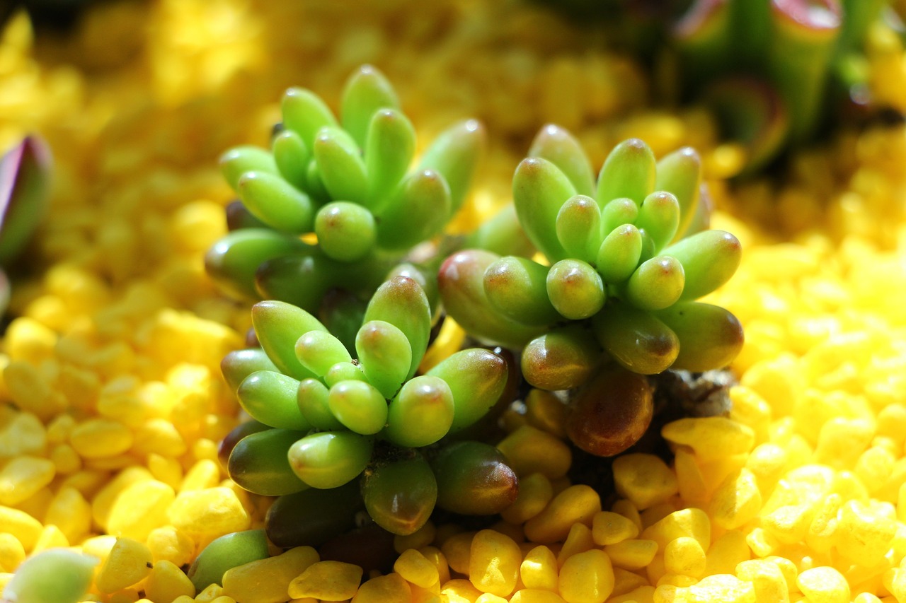 辦公室綠植常見的盆栽及其益處