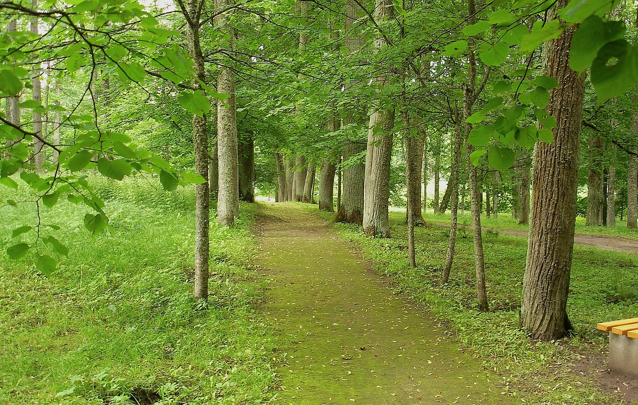 室外綠植盆栽，容易養(yǎng)活的自然之選