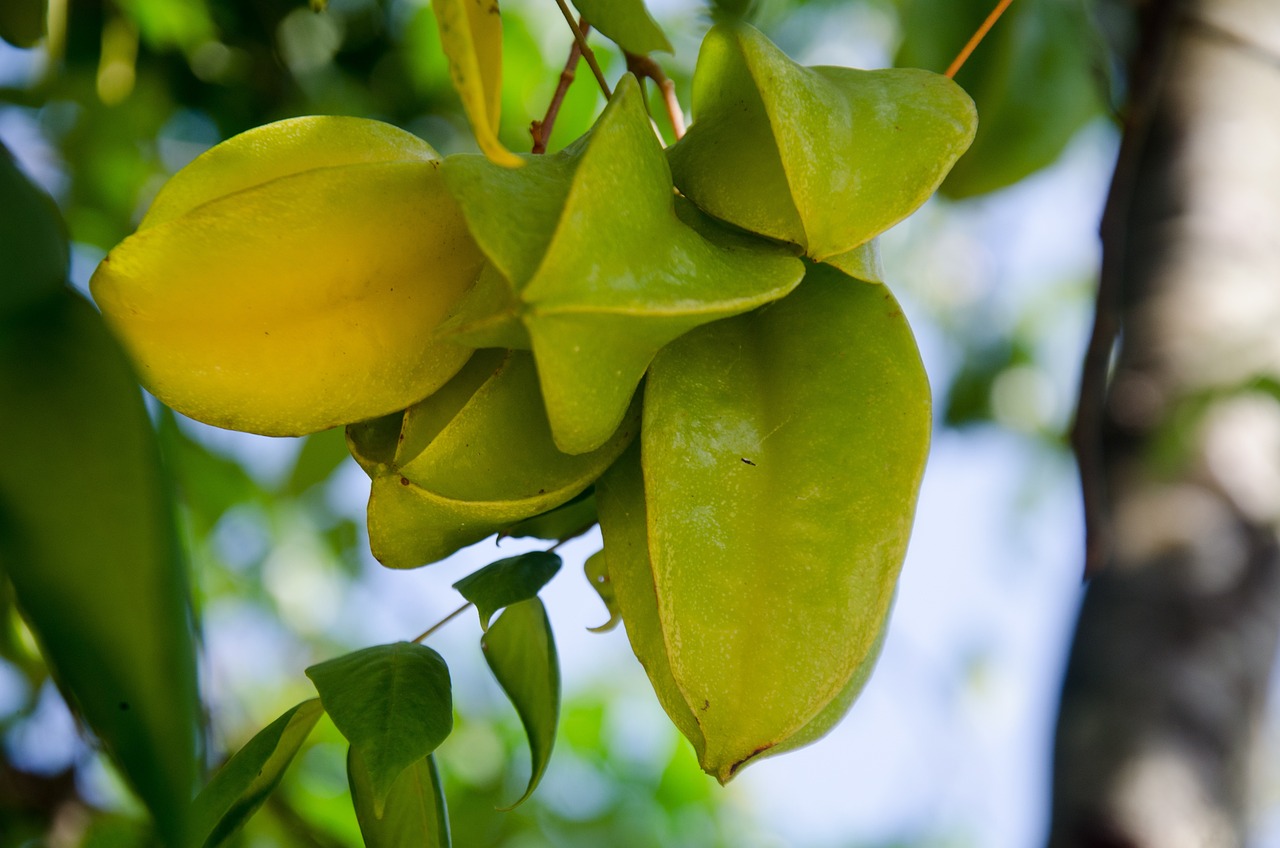 室外大型綠植盆栽，美化環(huán)境，增添生活色彩