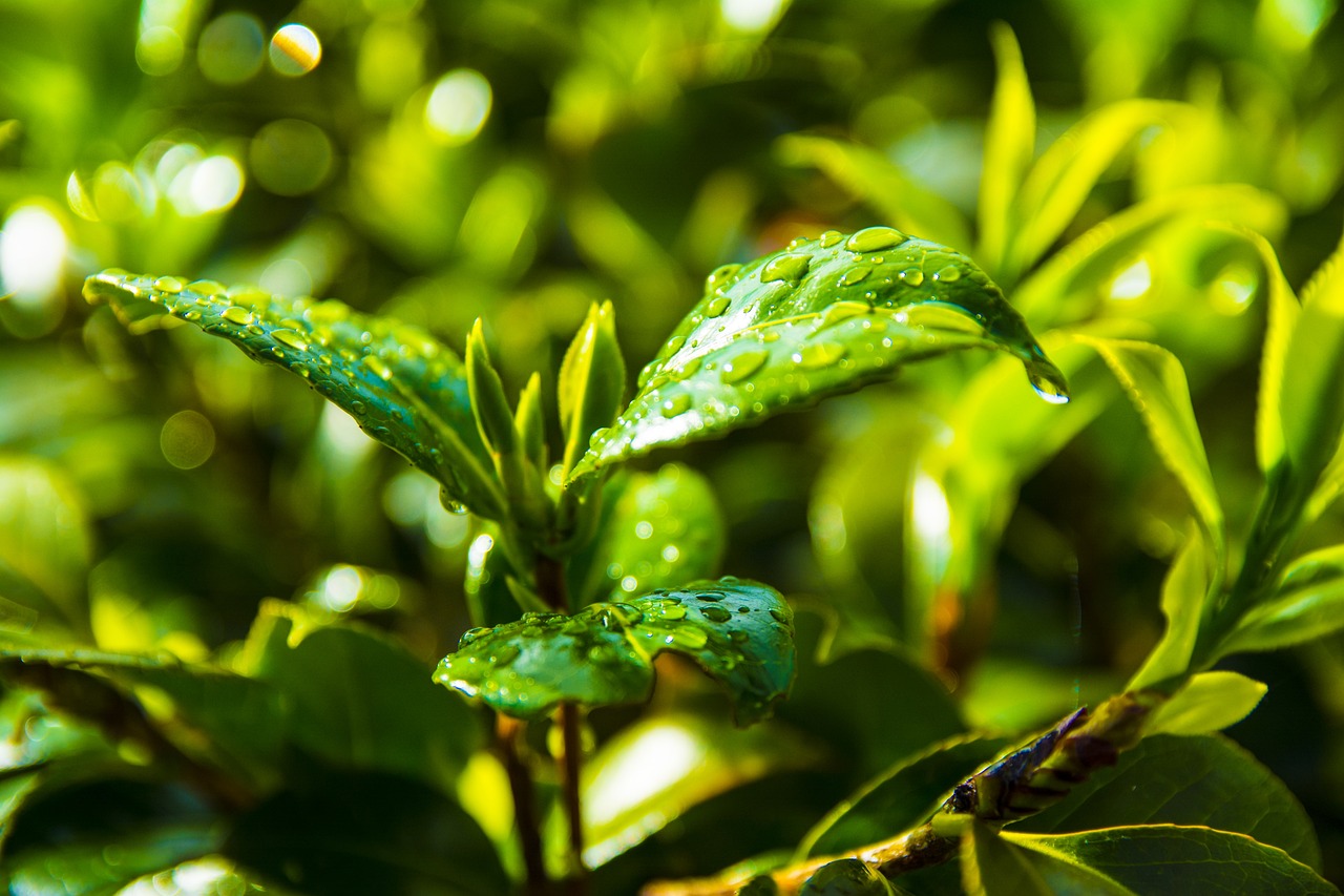 亳州百貨批發(fā)市場附近，繁華商貿(mào)的脈搏與生活的舞臺