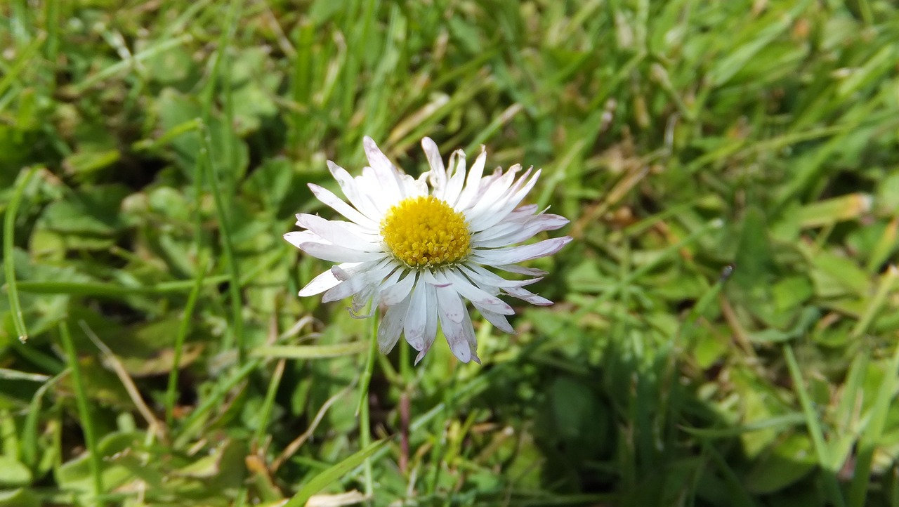 綠植盆栽室外假花，美化環(huán)境的獨(dú)特藝術(shù)