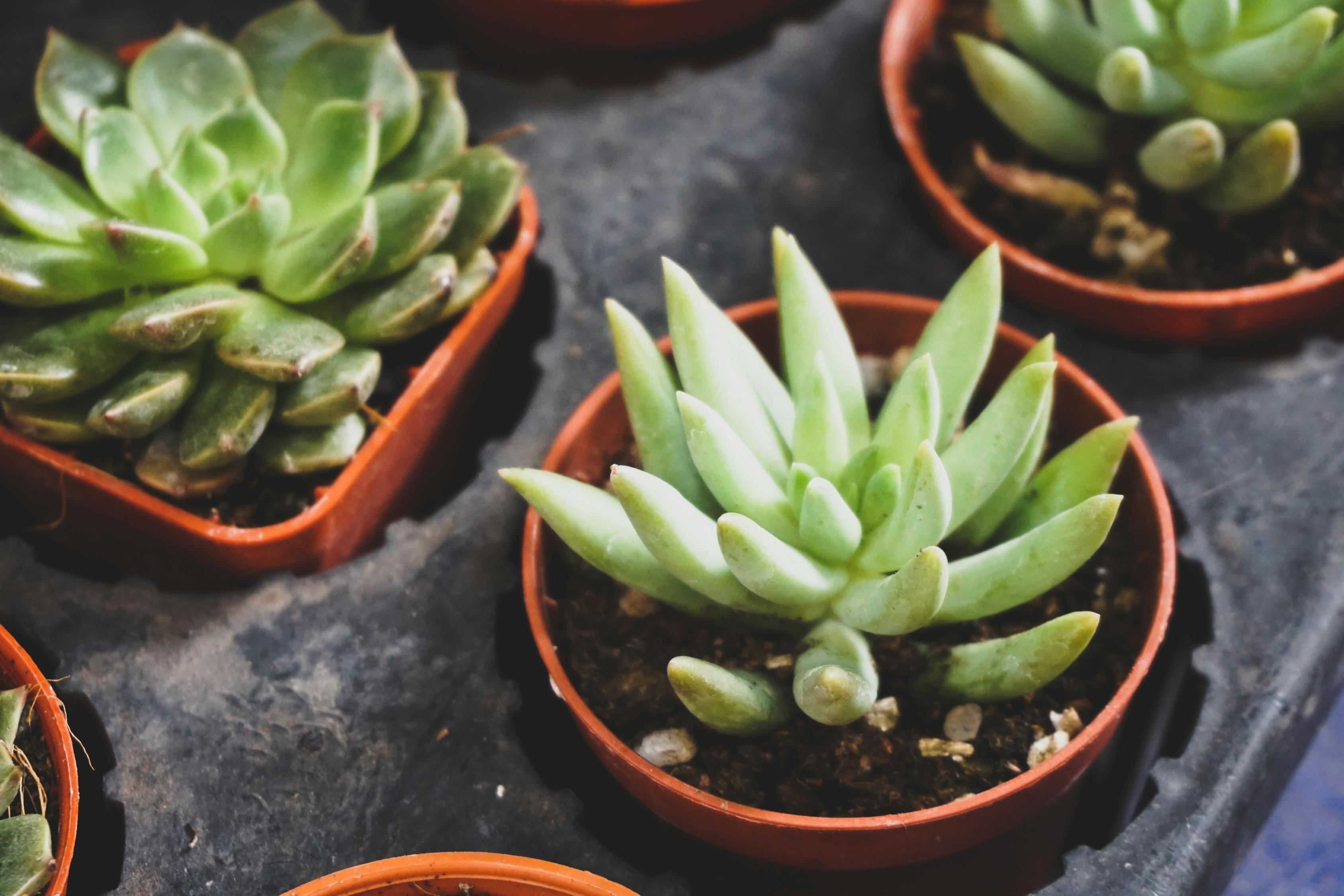 室內(nèi)綠植盆栽與掛草的獨(dú)特魅力