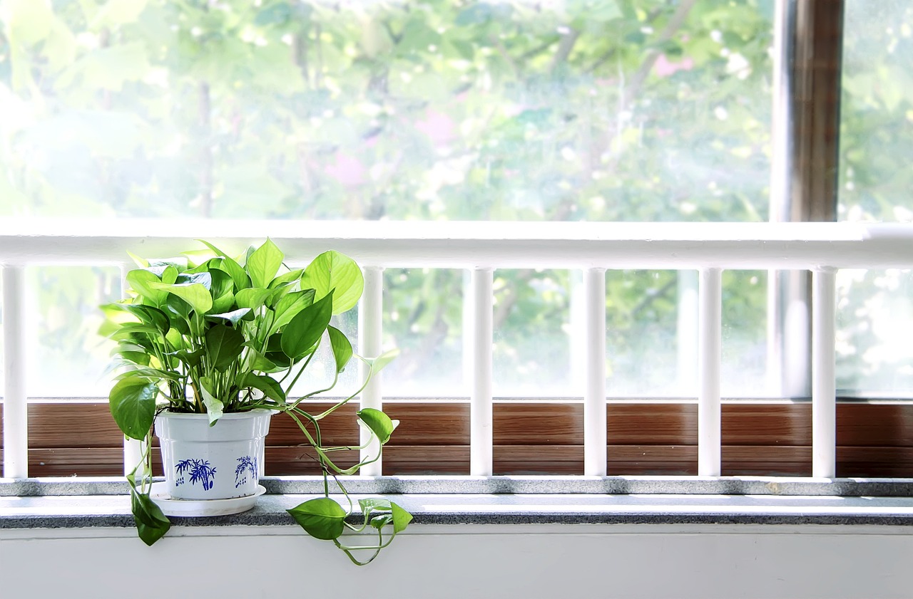 哪些綠植盆栽不宜放在室內(nèi)——了解植物與居住環(huán)境的和諧共生