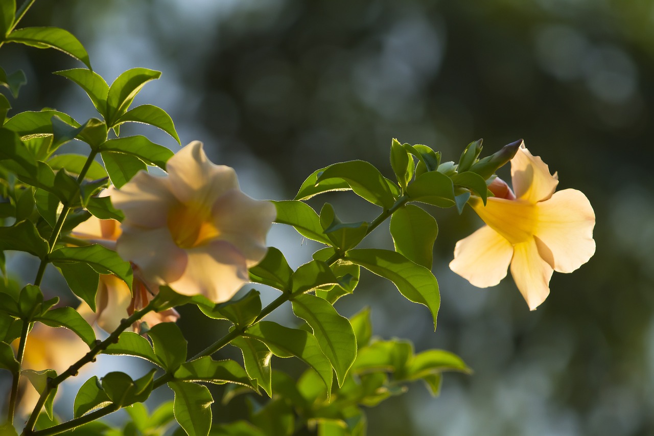 室內(nèi)綠植盆栽，綠芙蓉的獨特魅力