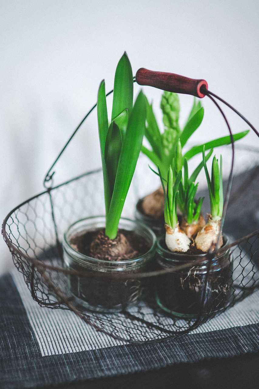 室內(nèi)綠植盆栽批發(fā)直播，打造綠色家居的新趨勢