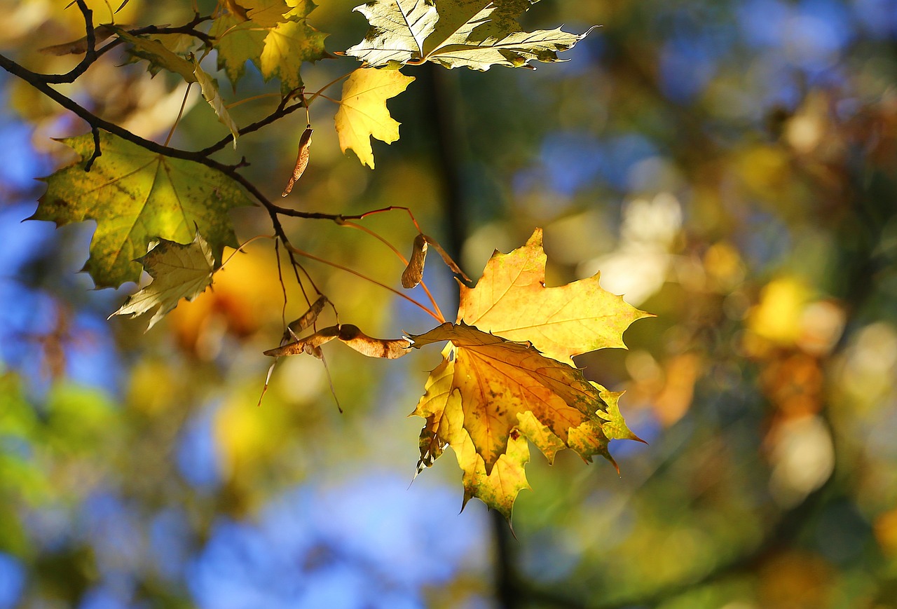 室內(nèi)綠植盆栽，紅如意的美好寓意與獨(dú)特魅力