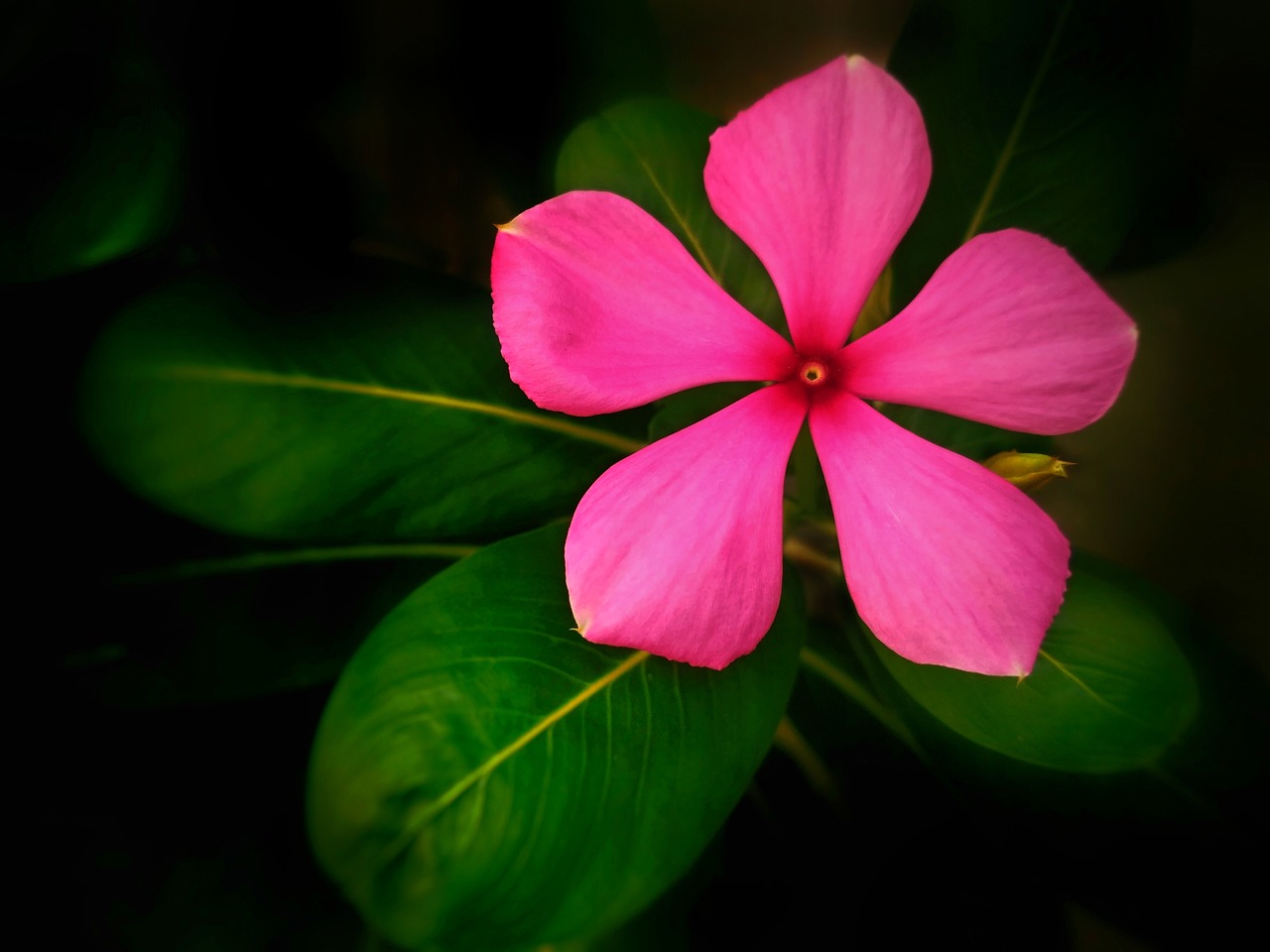 辦公室綠植之美，大盆栽綠蘿柱的魅力與優(yōu)勢(shì)