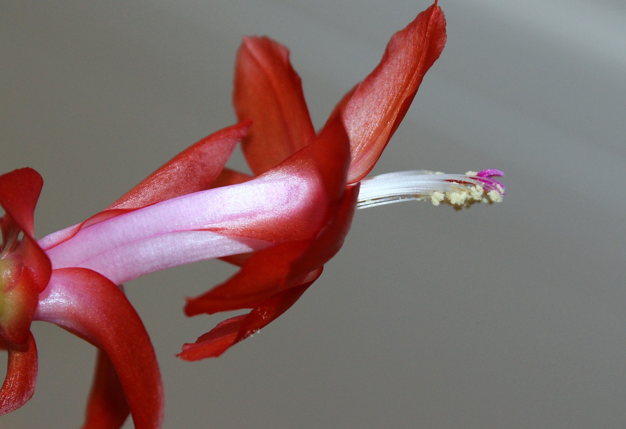 大型室內(nèi)綠植盆栽的開花魅力