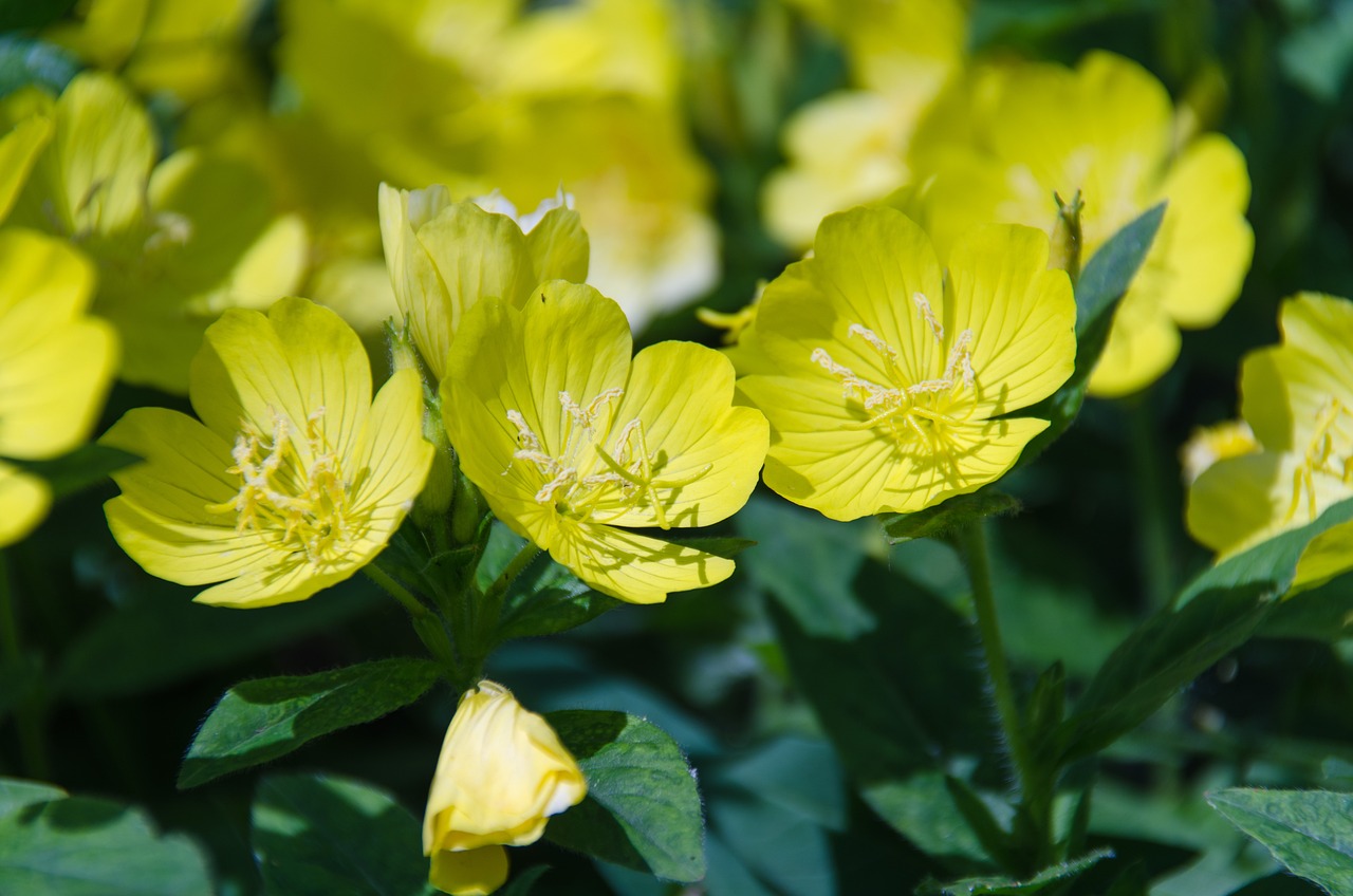 室內(nèi)綠植盆栽花種子，美化生活的秘密武器