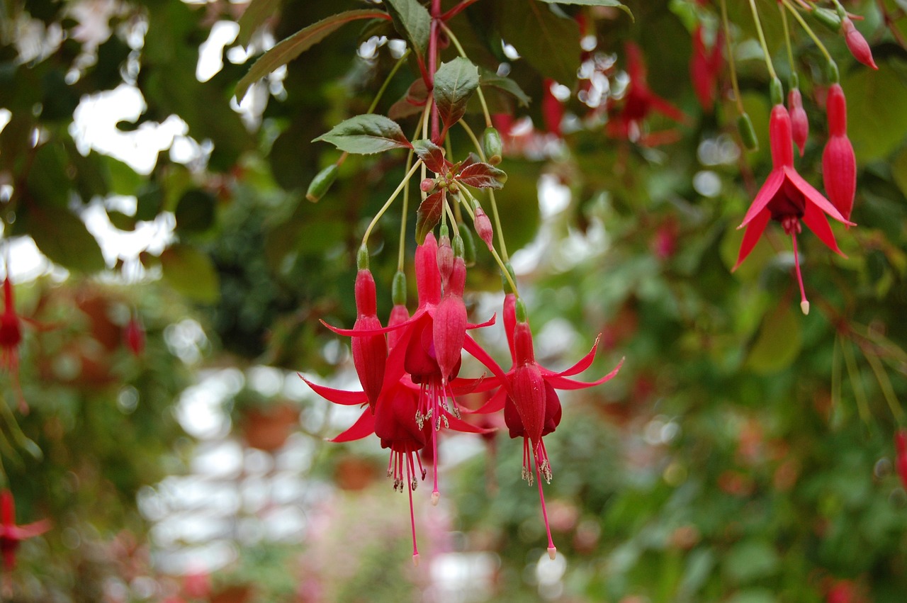 室外紅花卉綠植盆栽，美化環(huán)境，增添生活色彩