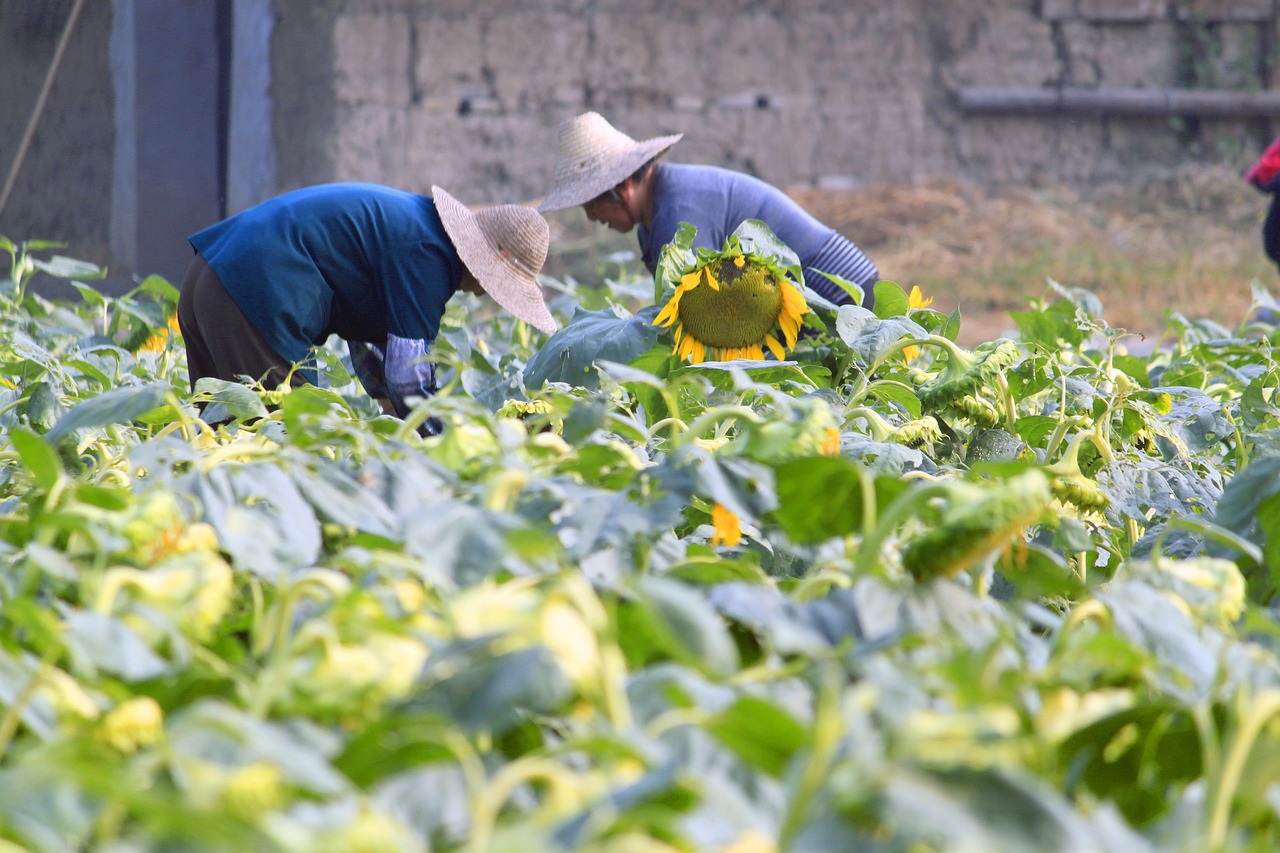 綠植盆栽，室內與室外的美化之選