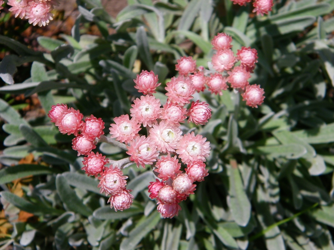 室內(nèi)綠植盆栽之選，璀璨金鉆的獨(dú)特魅力