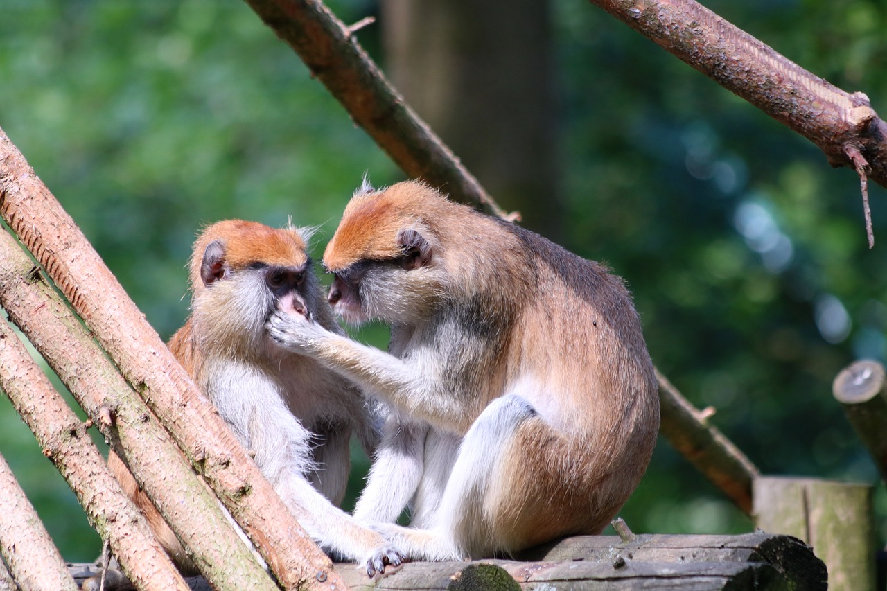 雞同兔爭后宮大，龍馬二人打一精準(zhǔn)生肖動物——解析與落實精選解釋