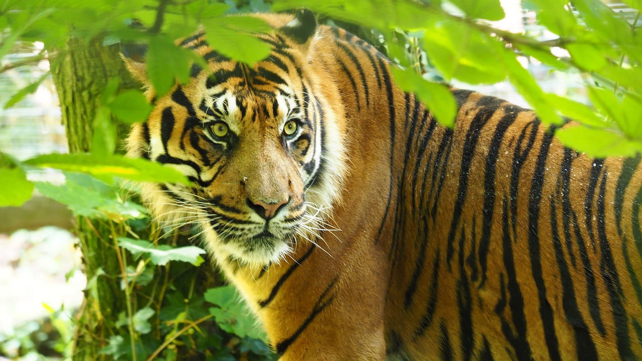 昂首闊步是指代表什么生肖？猜一動物，最佳生肖的科學(xué)釋義解釋落實