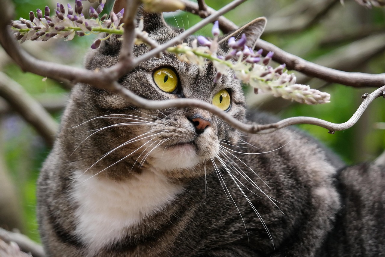 藏頭露尾躲一躲，猜一謎語生肖動物——揭秘謎底與解析