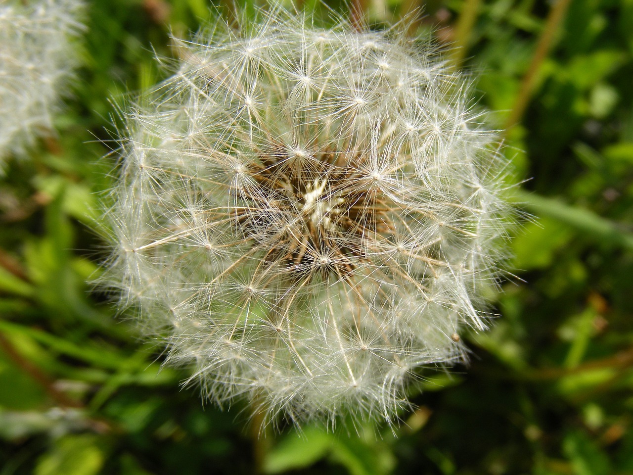 成雙成對比翼鳥，風(fēng)吹草原見馬牛——解讀生肖文化中的和諧共生與全面貫徹落實之道