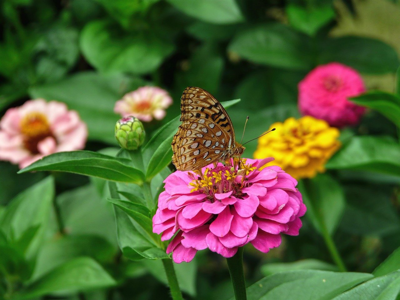 紅花爛漫報春美，老牛耕地為農(nóng)家——精準解讀生肖牛與移動解釋解析落實