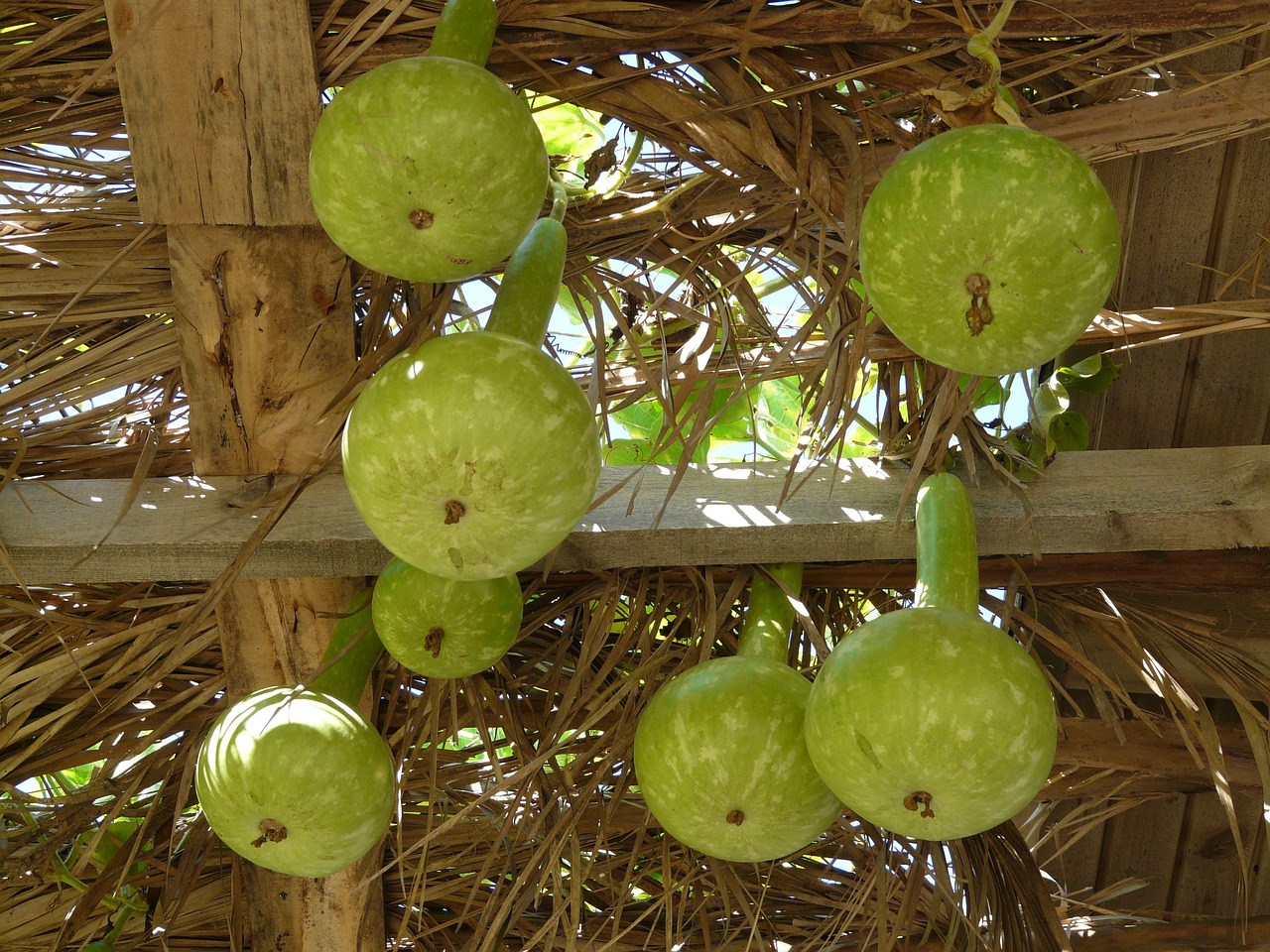 室內(nèi)綠植盆栽，美化桌子的綠色藝術(shù)