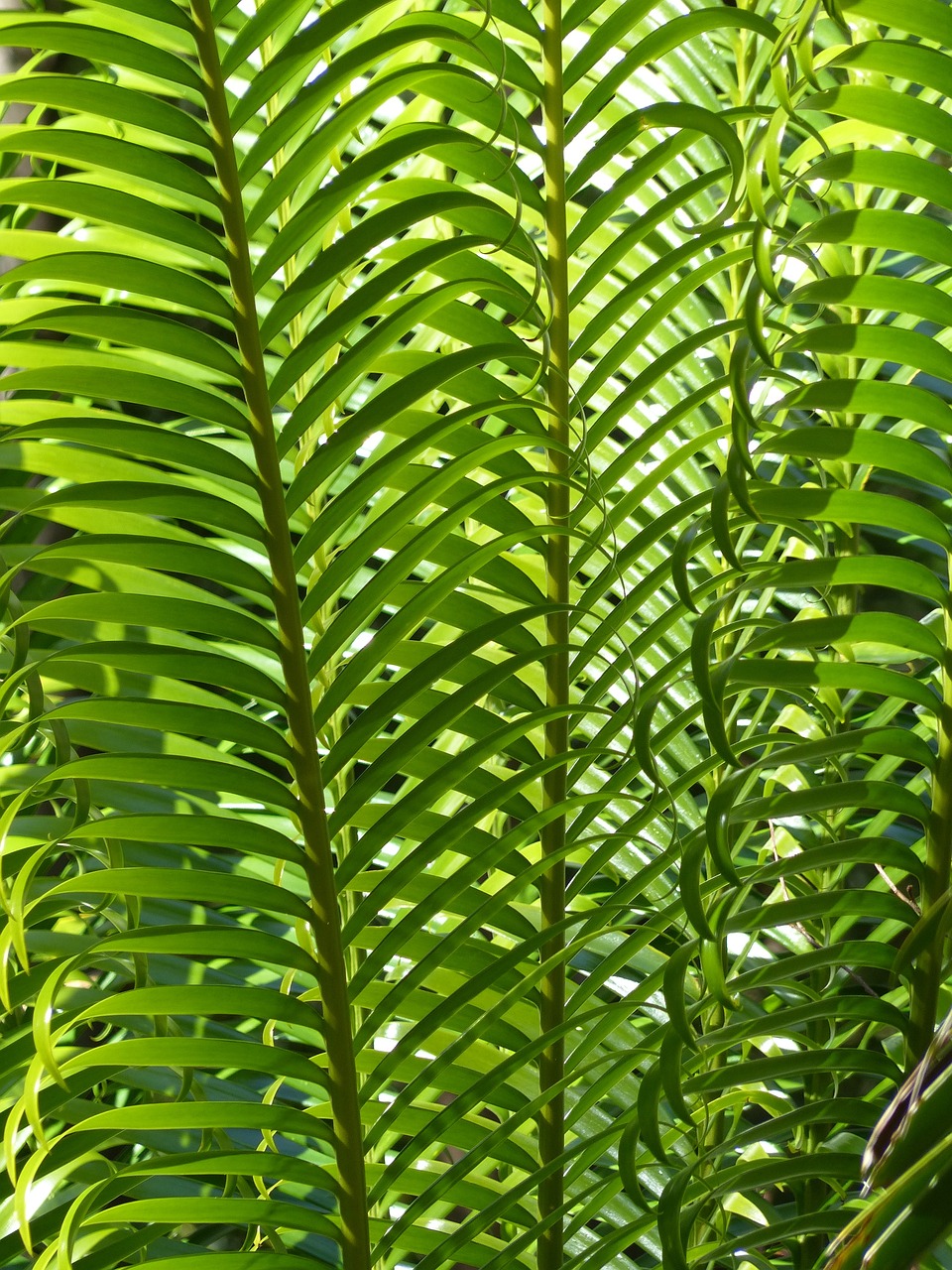 大量供應(yīng)室內(nèi)綠植盆栽，打造綠色生活空間的藝術(shù)