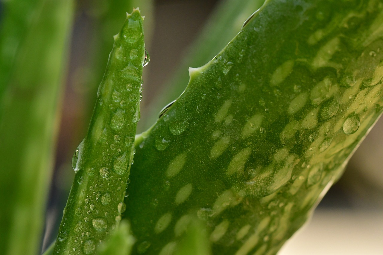 高海拔花卉綠植盆栽與室外種植，探索與賞析