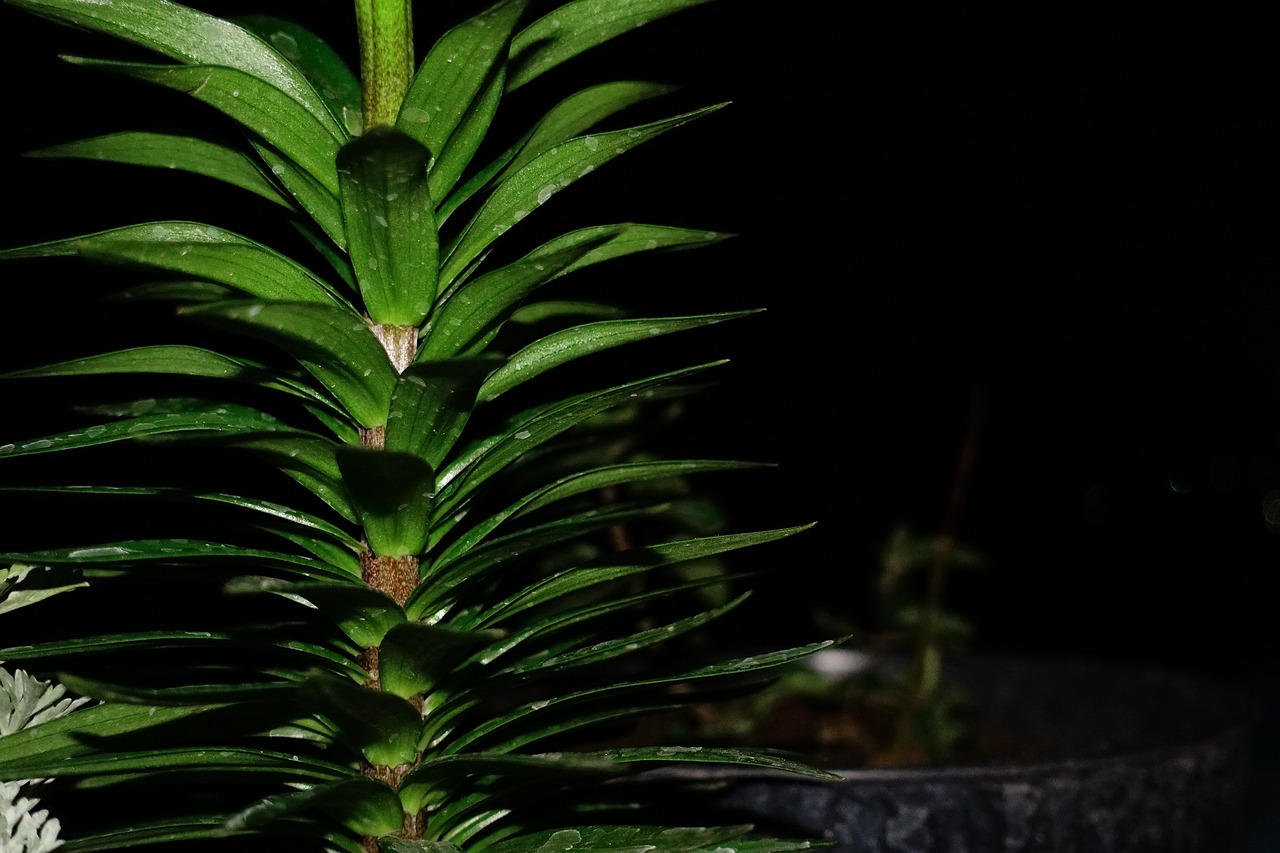 室內(nèi)耐曬耐熱的綠植盆栽，打造溫馨的綠色空間