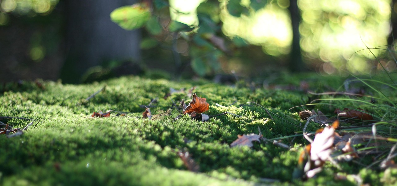 室內(nèi)綠意盎然，綠狐貍尾植盆栽大棵的魅力