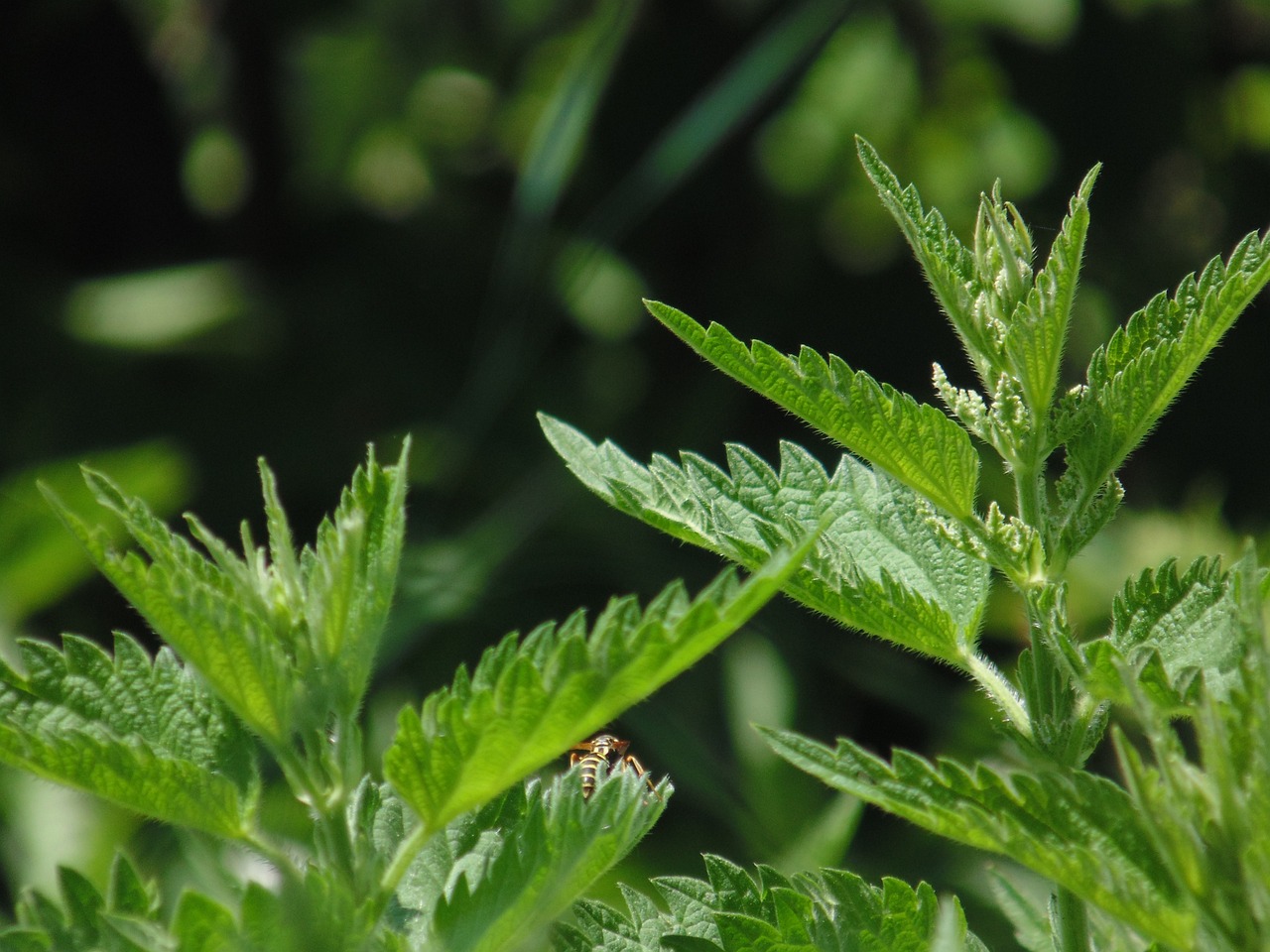 懶人適合綠植盆栽室內(nèi)，綠色生活的輕松之選