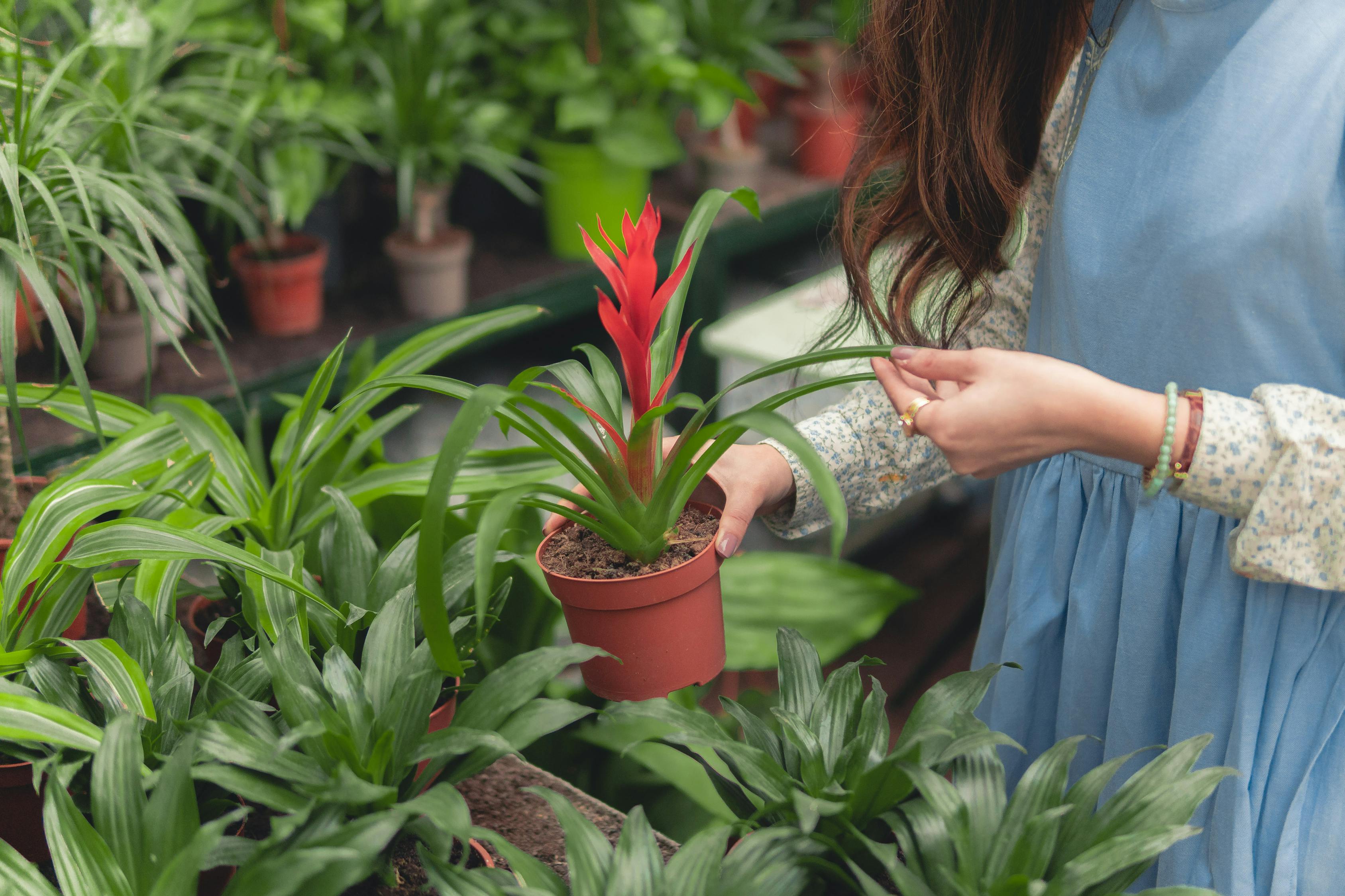 室內(nèi)綠植盆栽小棵的美麗與意義