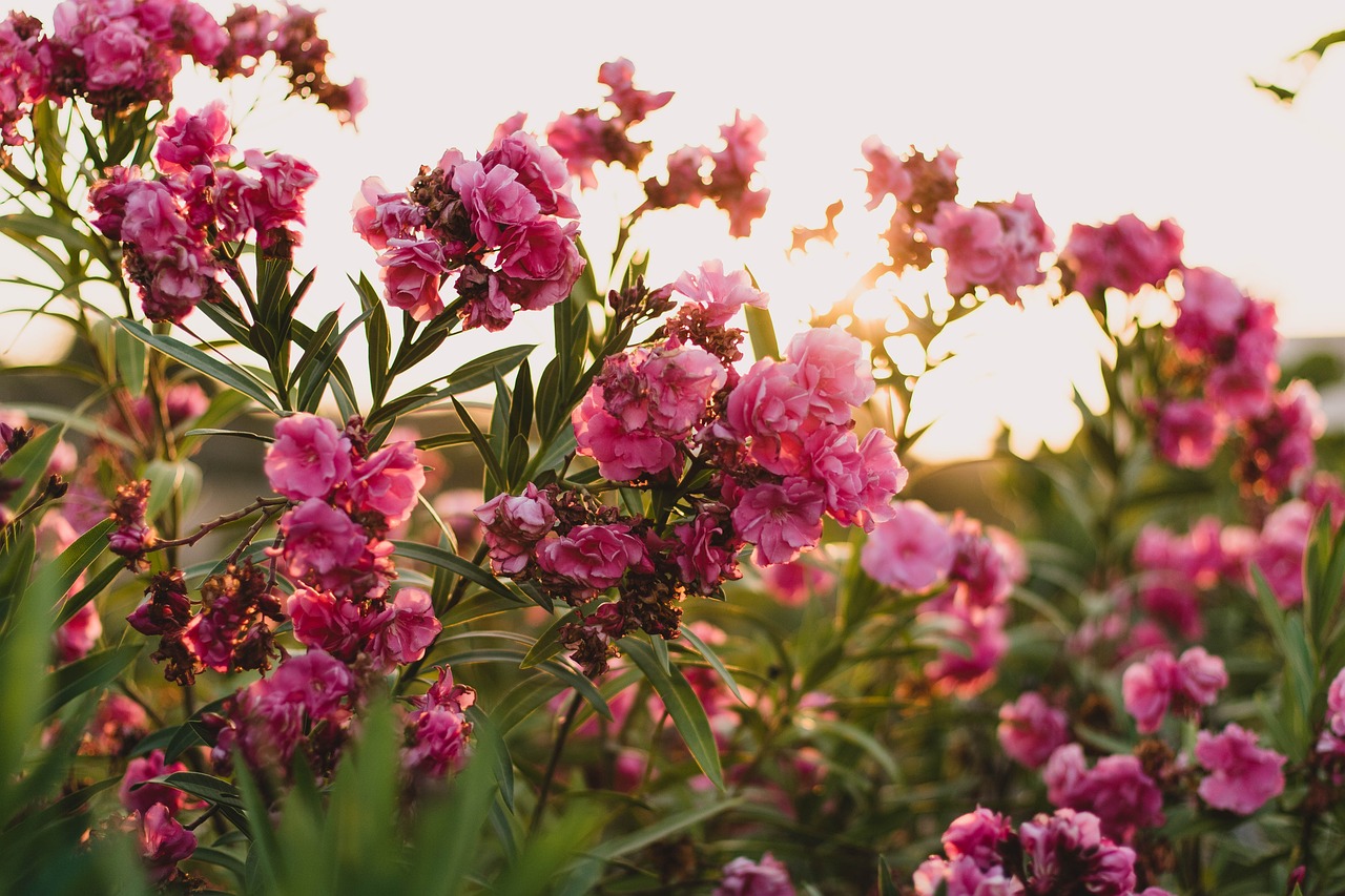 辦公室盆栽，花卉綠植的魔力與益處