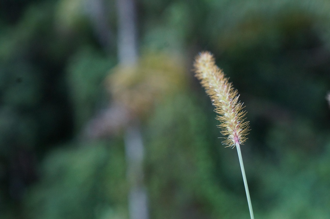 夏天室外綠植大盆栽，美化環(huán)境，享受自然之美