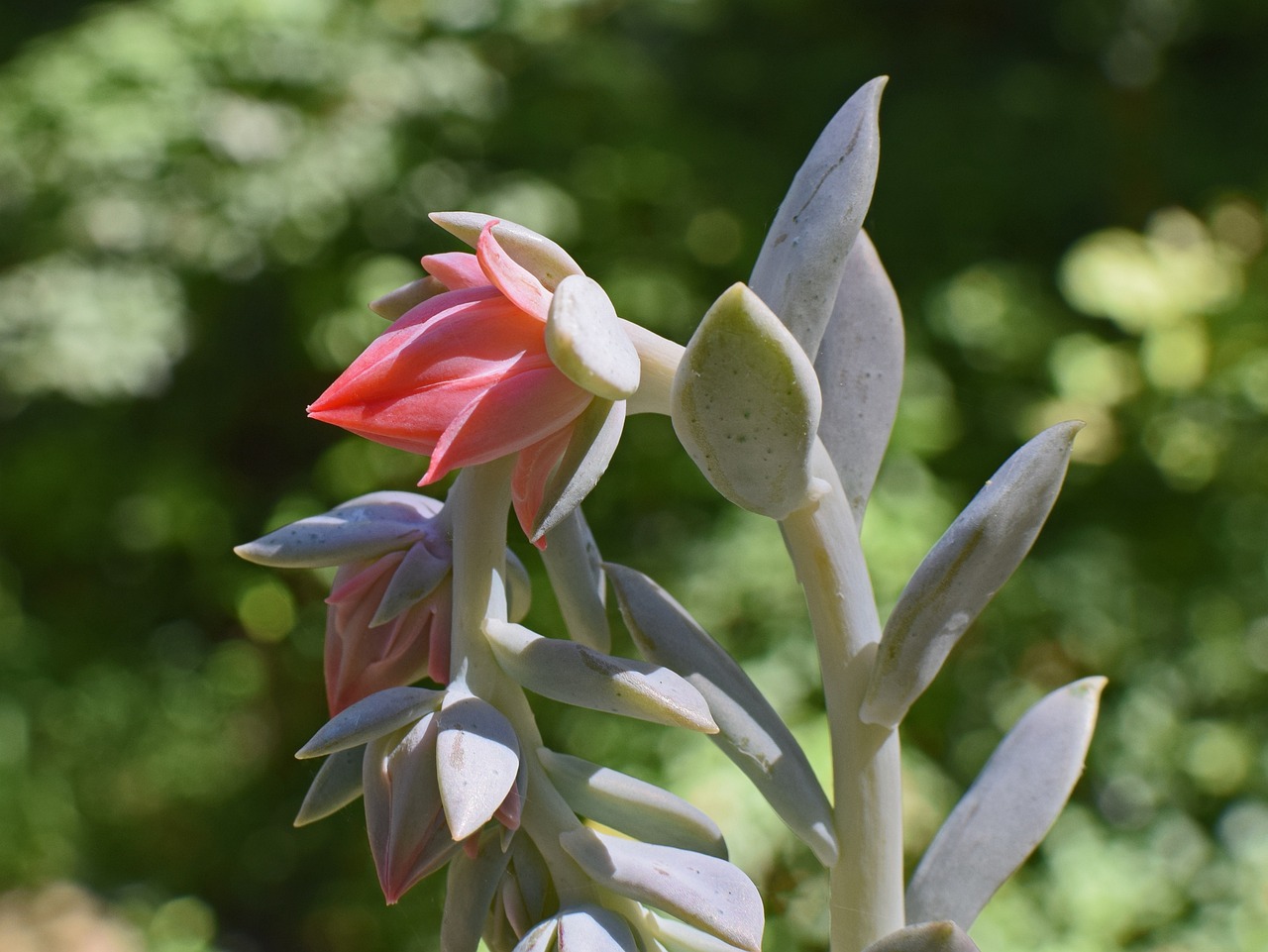 室內(nèi)綠植小型盆栽香，家居生活的綠色點(diǎn)綴與心靈撫慰