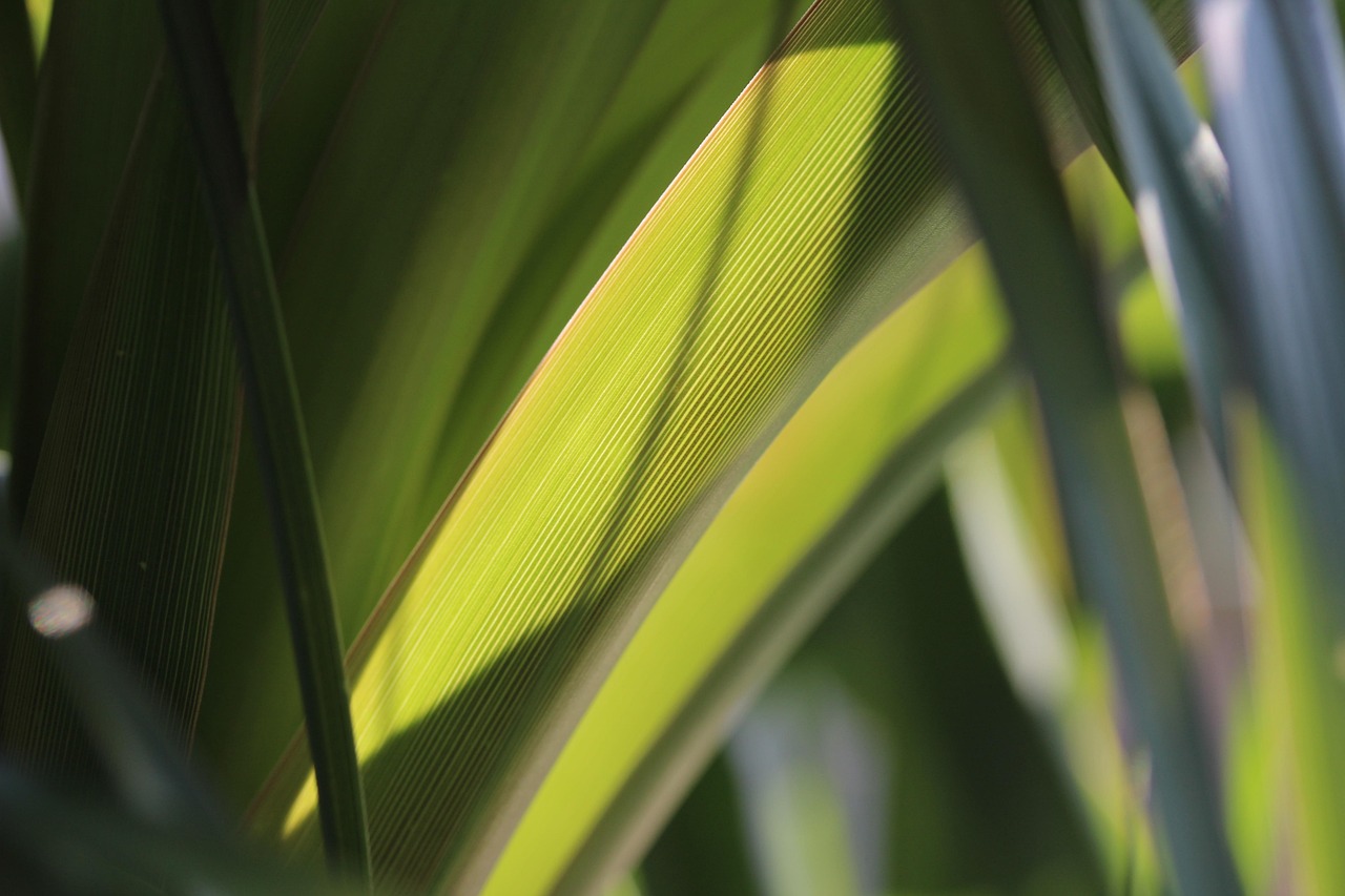 超大盆綠植盆栽，室內(nèi)綠色生態(tài)的構(gòu)建者