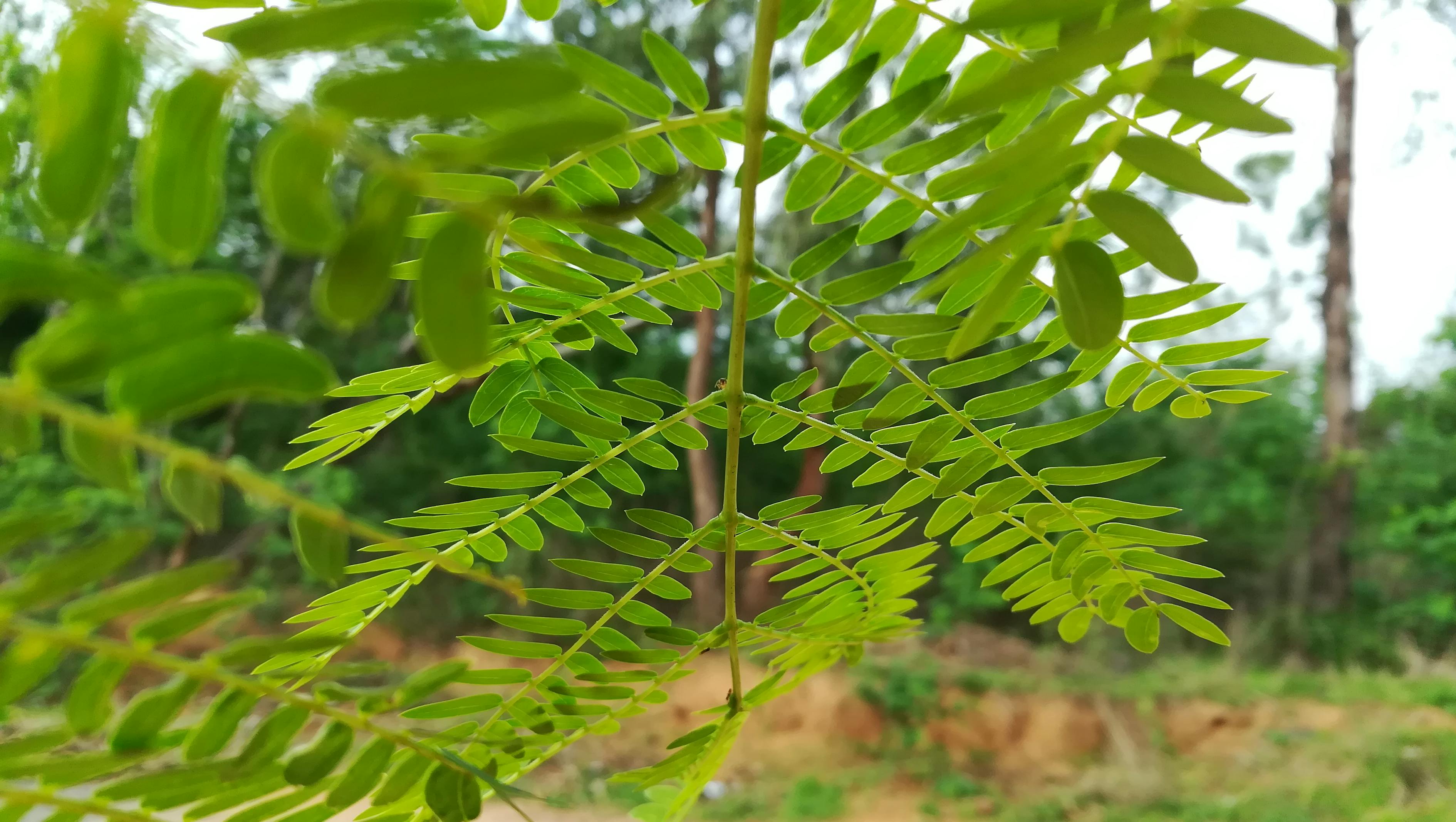 室內綠植盆栽的防凍秘籍，打造綠色溫暖的居家環(huán)境