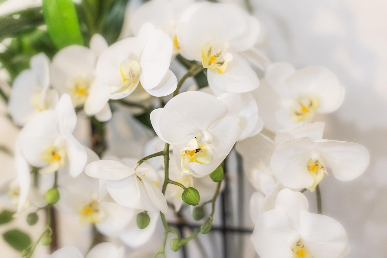 室內(nèi)花卉綠植盆栽，花香四溢的美麗與寧靜