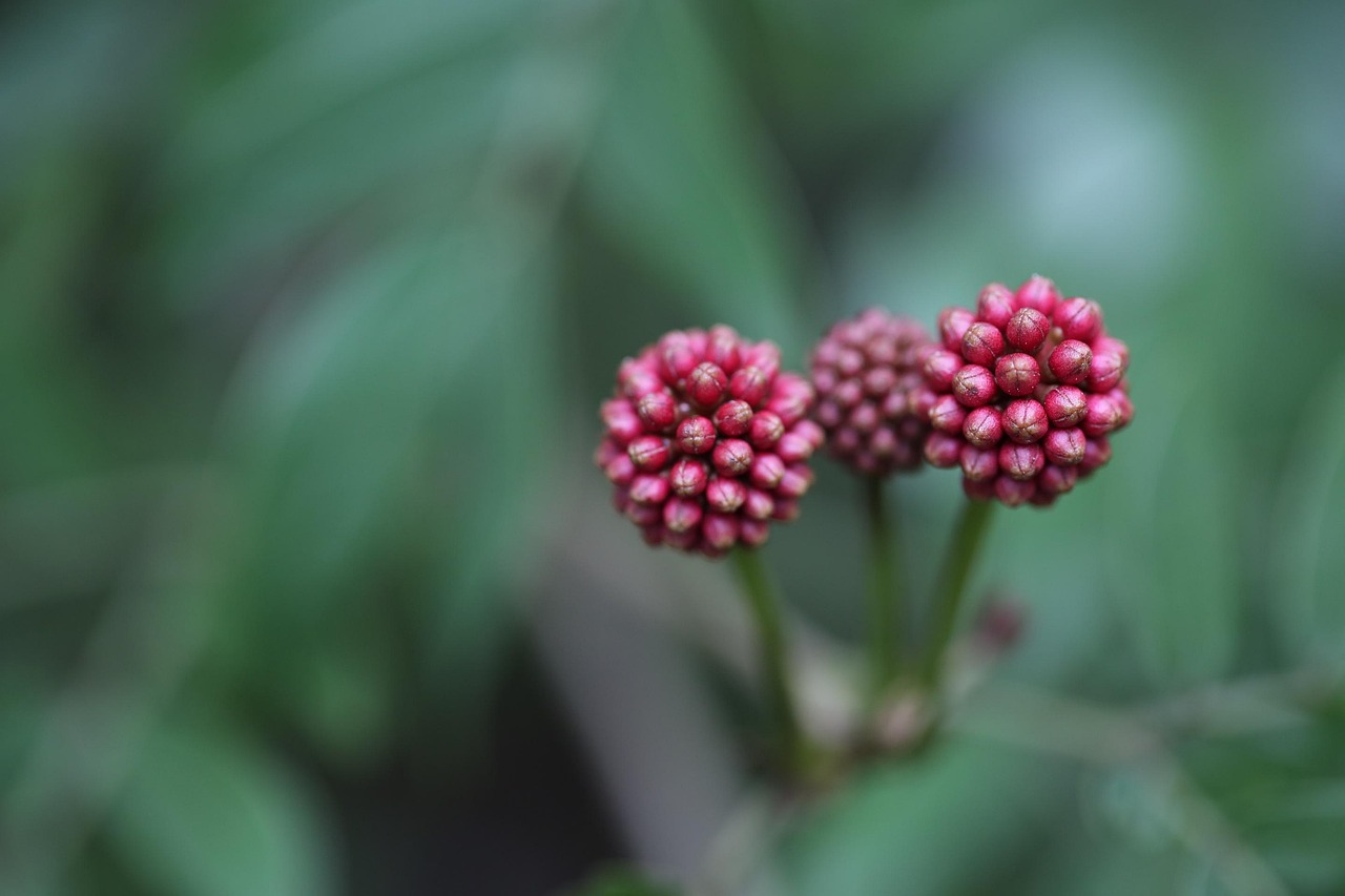 室外綠植盆栽推薦，打造自然魅力的生活空間