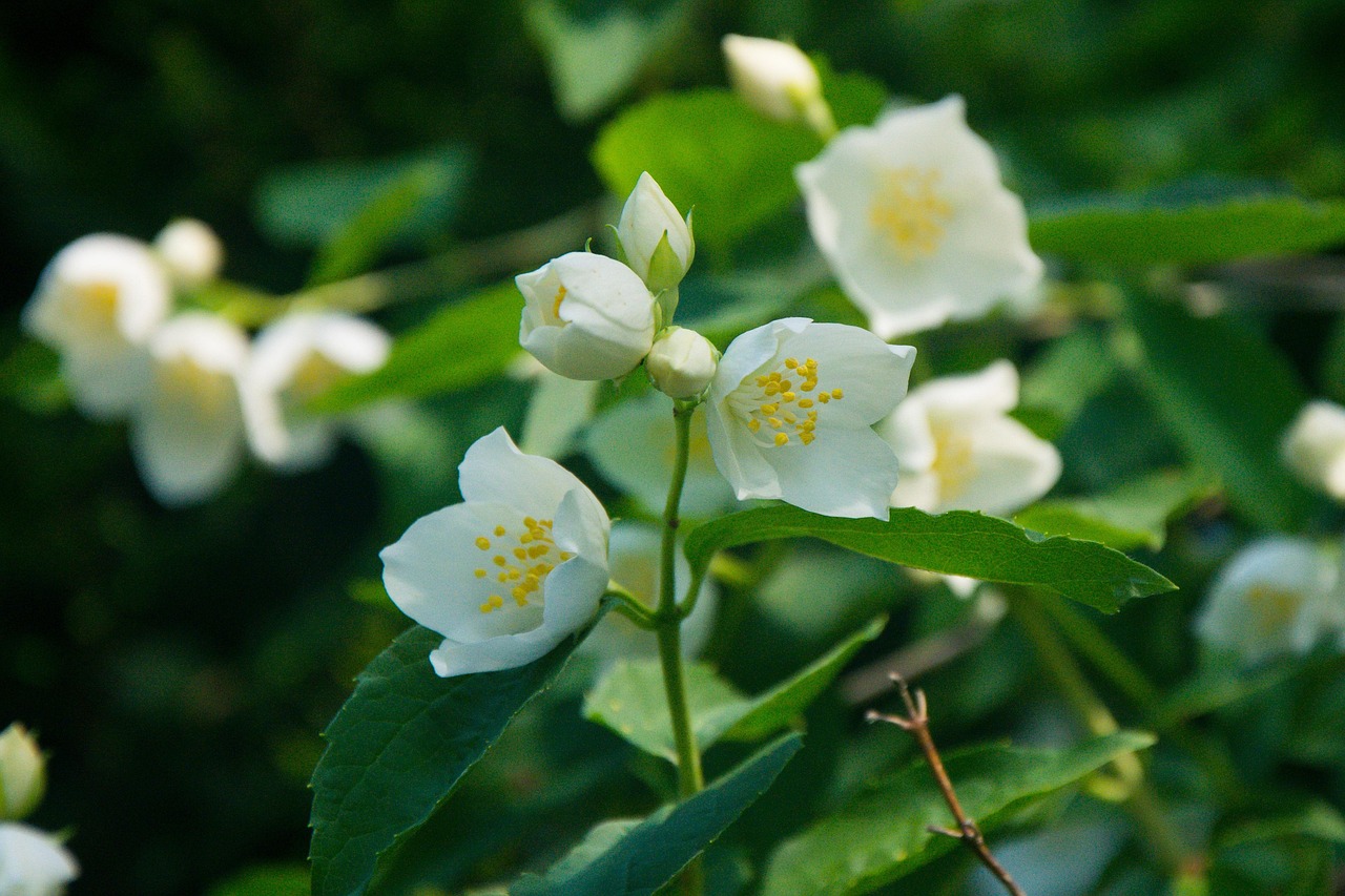 室內(nèi)綠植盆栽，大棵一枝的魅力