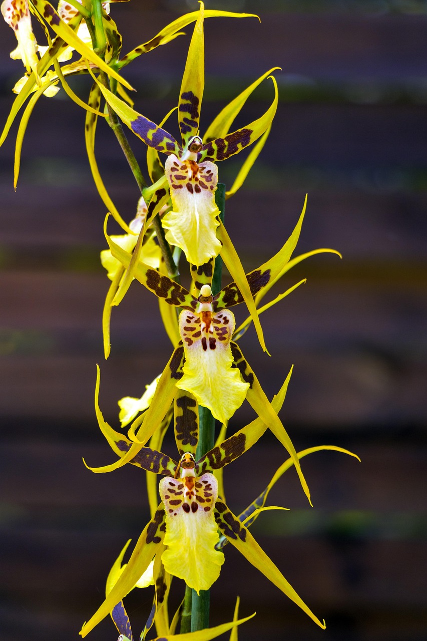 室內(nèi)綠植蘭花盆栽的養(yǎng)護(hù)指南