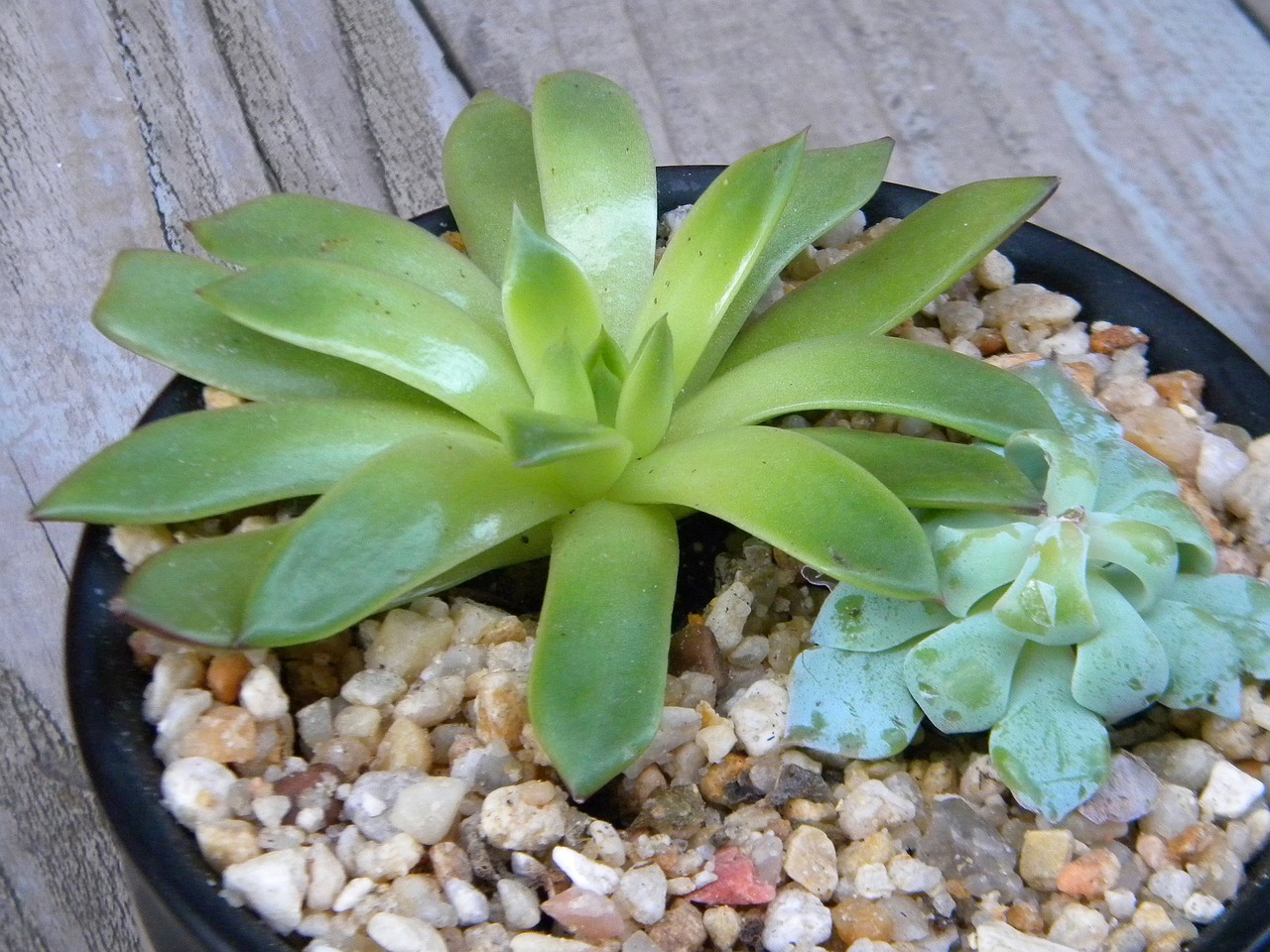 金華綠植盆栽室內(nèi)，美化家居，增添生活綠意