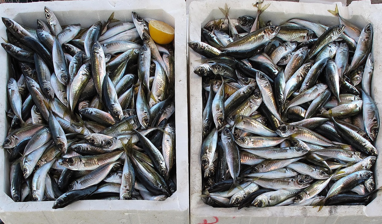 杭州千島湖魚批發(fā)地址——探尋鮮魚之源