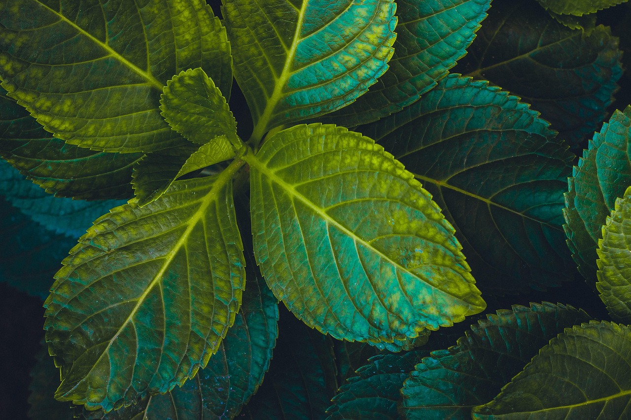 室內(nèi)幼兒園綠植盆栽的美麗世界——透過圖片感受自然與教育的融合