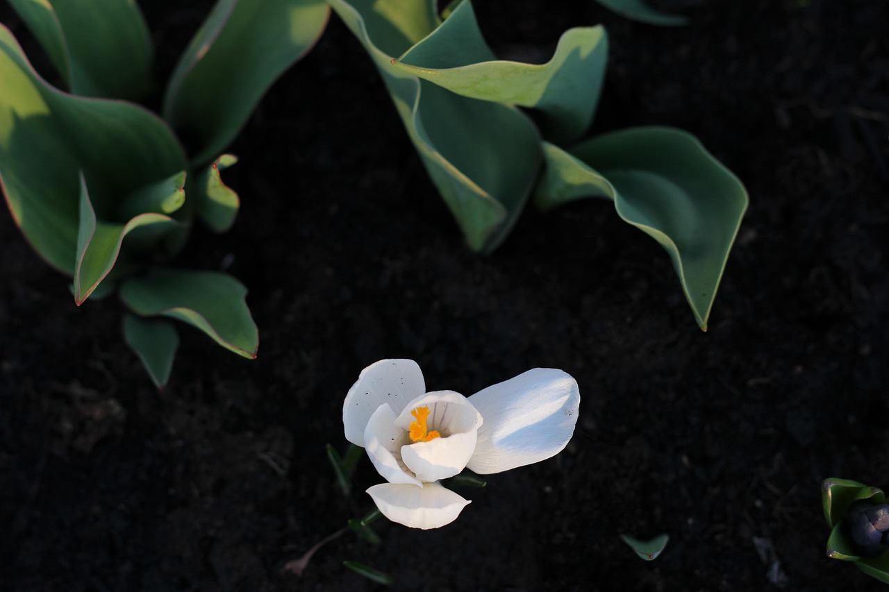 室內(nèi)盆栽花綠植，美化生活的小綠洲