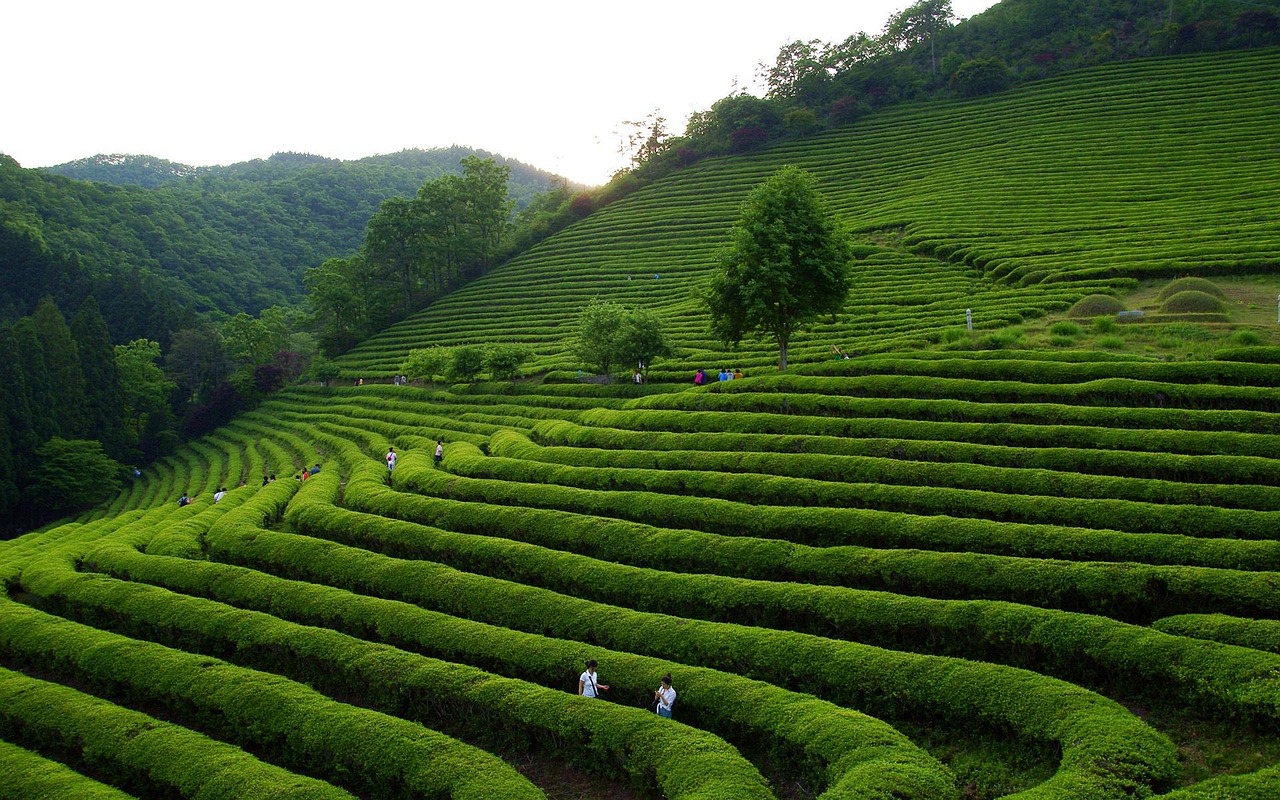 千島湖茶葉批發(fā)市場(chǎng)地址——茶葉交易的繁榮之地