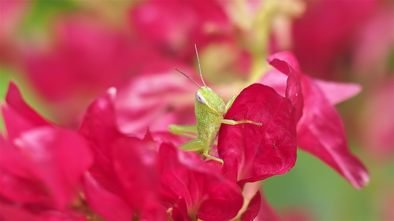 室外花園中的花卉綠植與大盆栽之美